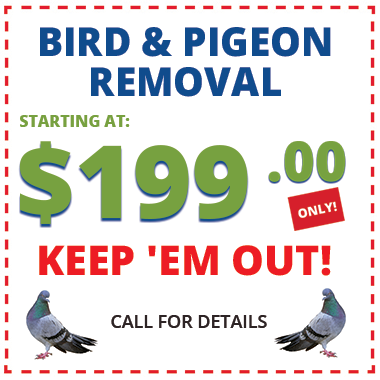Bayou City Wildlife Removal Birds Coupons