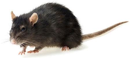 Rodent Control - CompanyName Rat