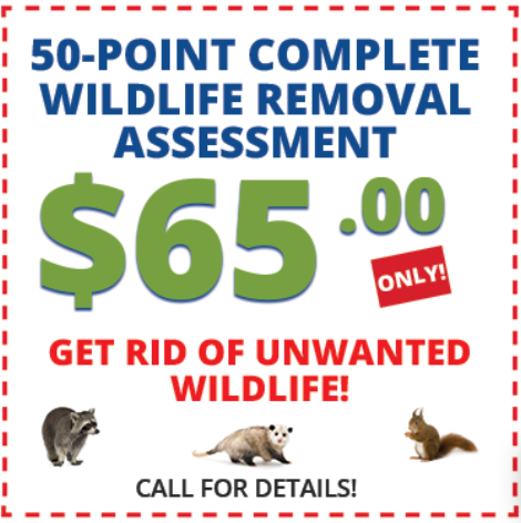 Bayou City Wildlife Removal Birds Coupons